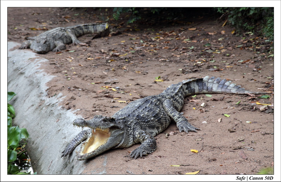 2009   08   Kho samui 18